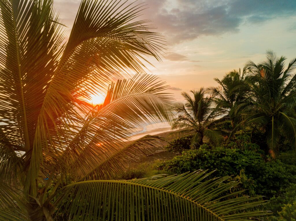 Sunset through tropical palm trees along Costa Rica’s jungle coastline, highlighting the serene beauty of nature and luxury travel.